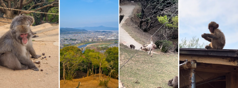 Monkey Park Kyoto