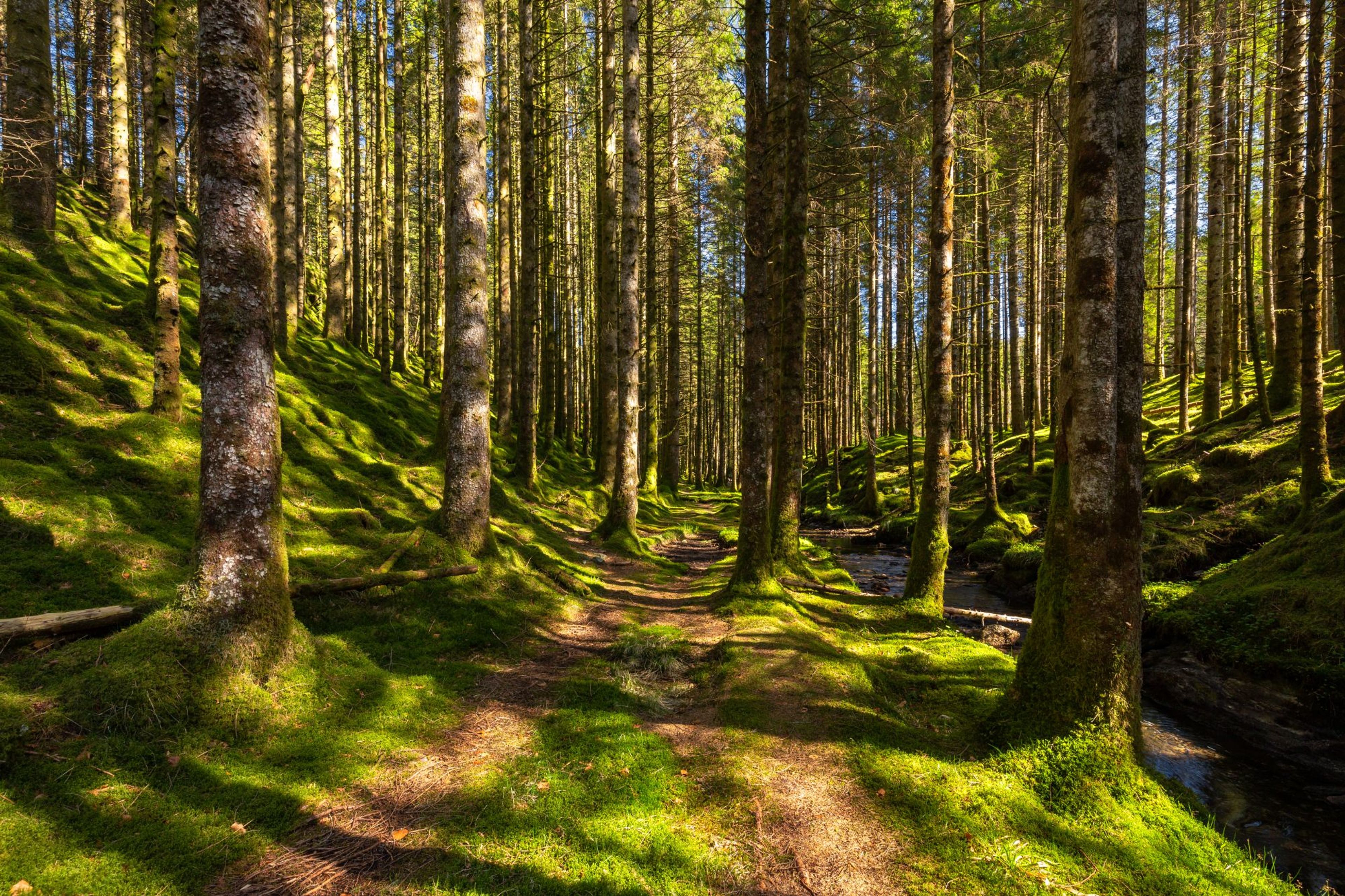 mossy forest