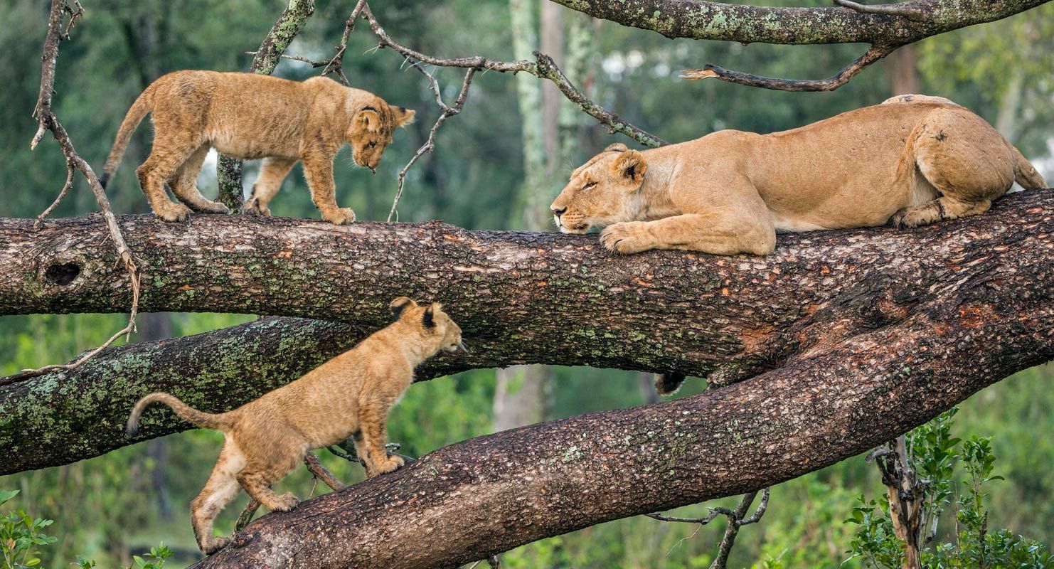 Lake Manyara National Park