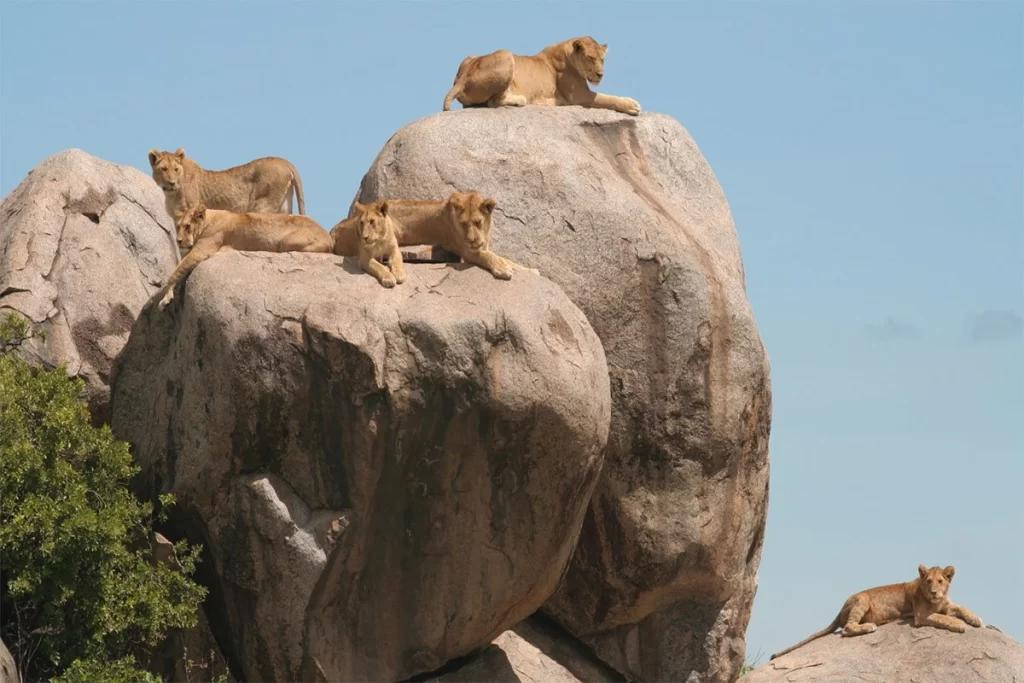 Tanzania Safari: The Ultimate 2026/2027 Planning & Itinerary Guide