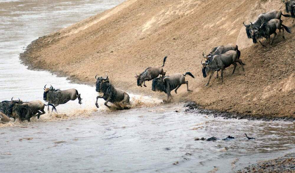 Best Time to Visit Tanzania for a Safari