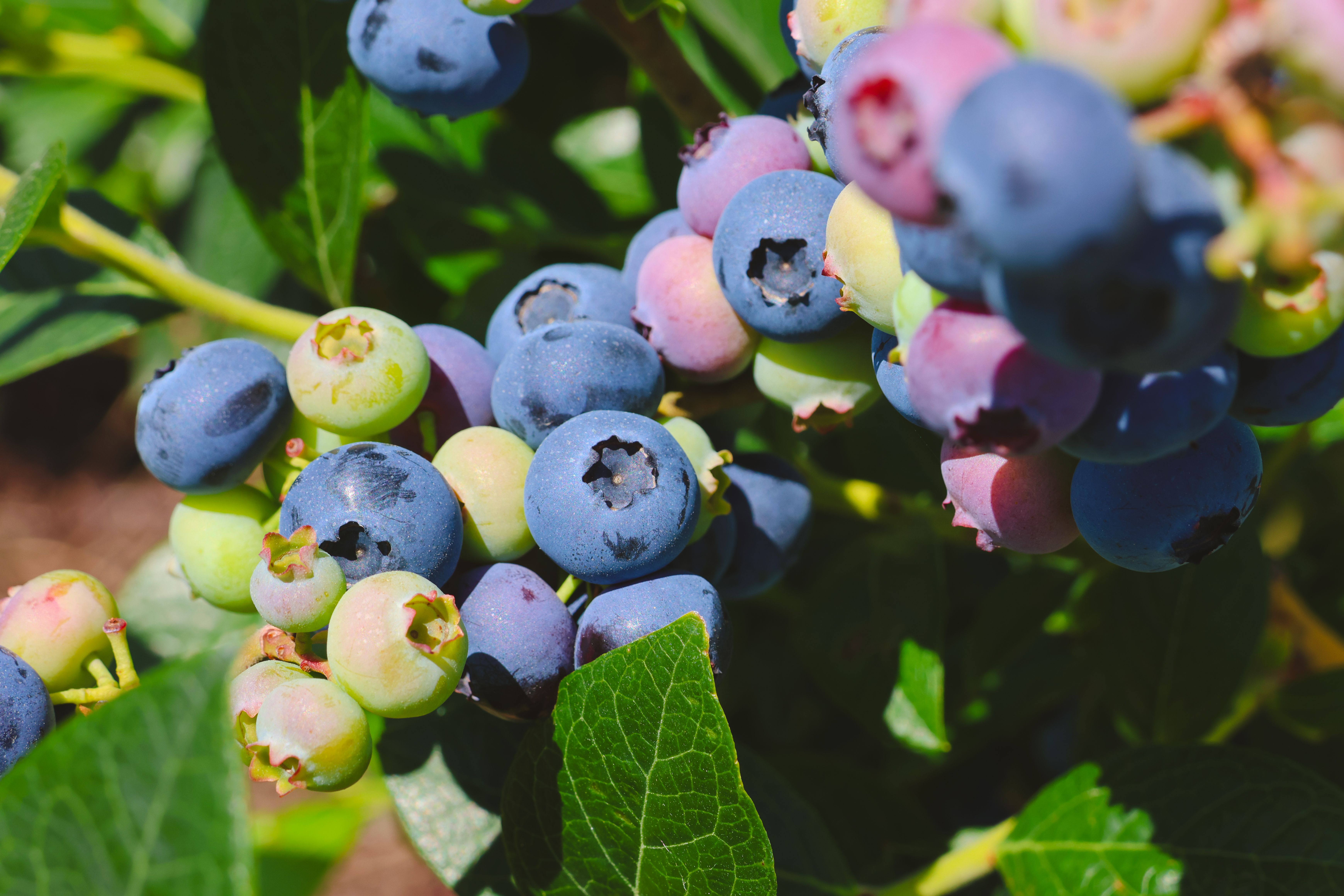 Barker's of Geraldine