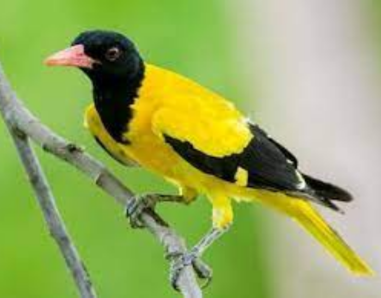 Ethiopia Birdwatching & Photograph Tour 11 Days