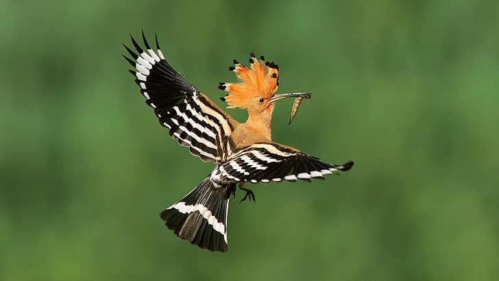 10 Days Ethiopia Birdwatching and Photography Wildlife Safari Tour
