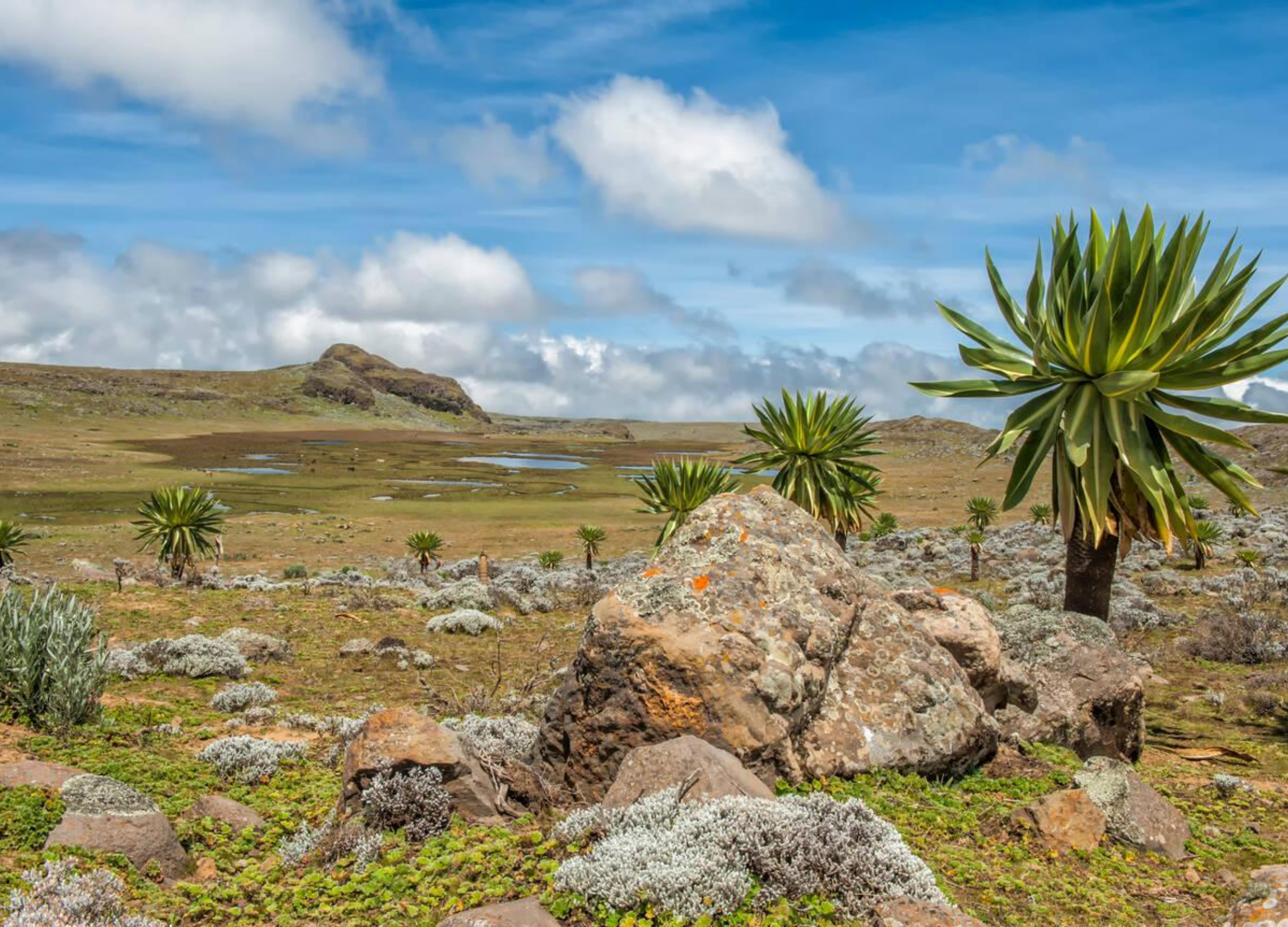 Drive Bale to Gasay / Rira Highlands Trekking