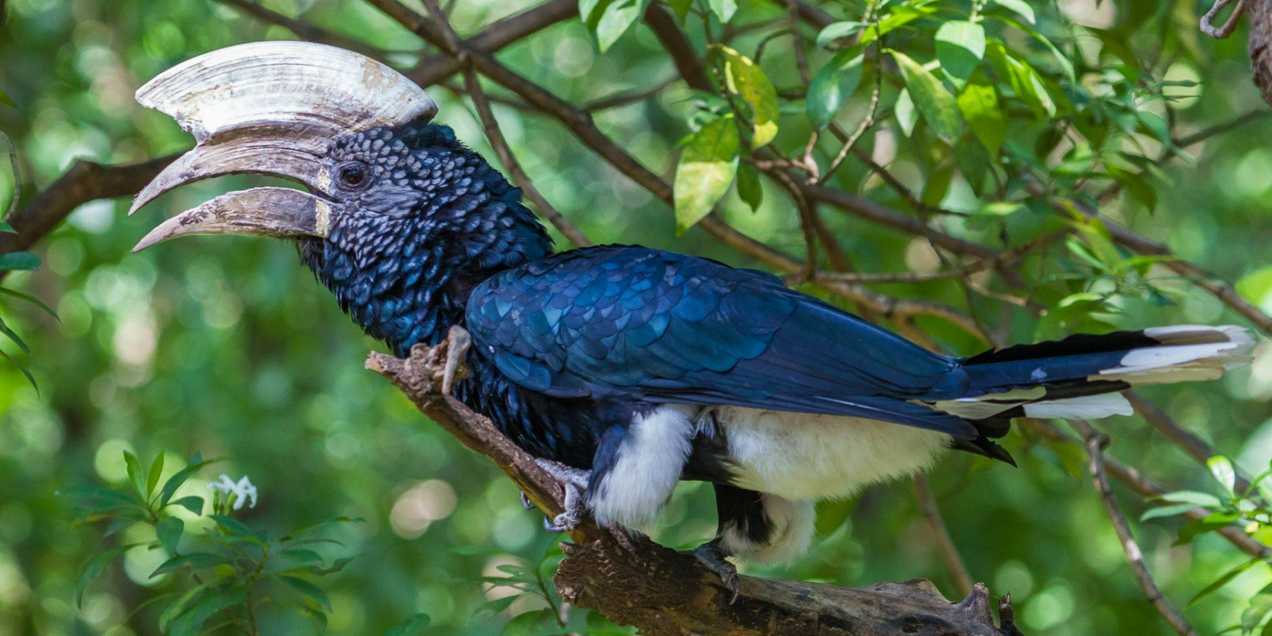 Unique Species Birdwatching in Awash National Park