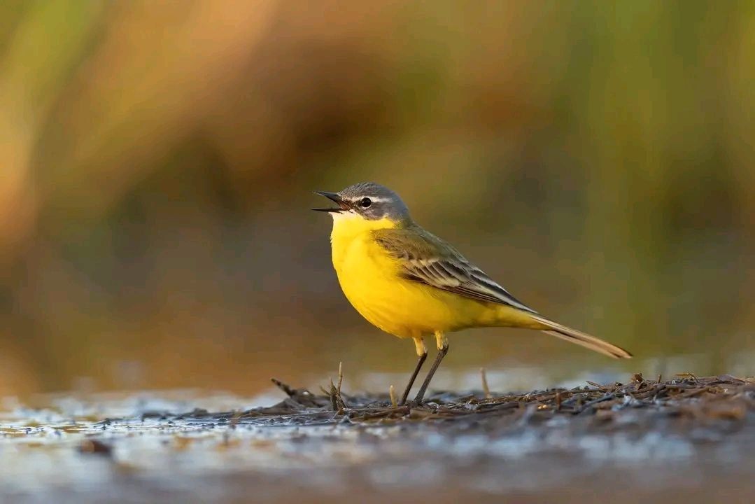 Negele – Yabelo Wildlife Sanctuary