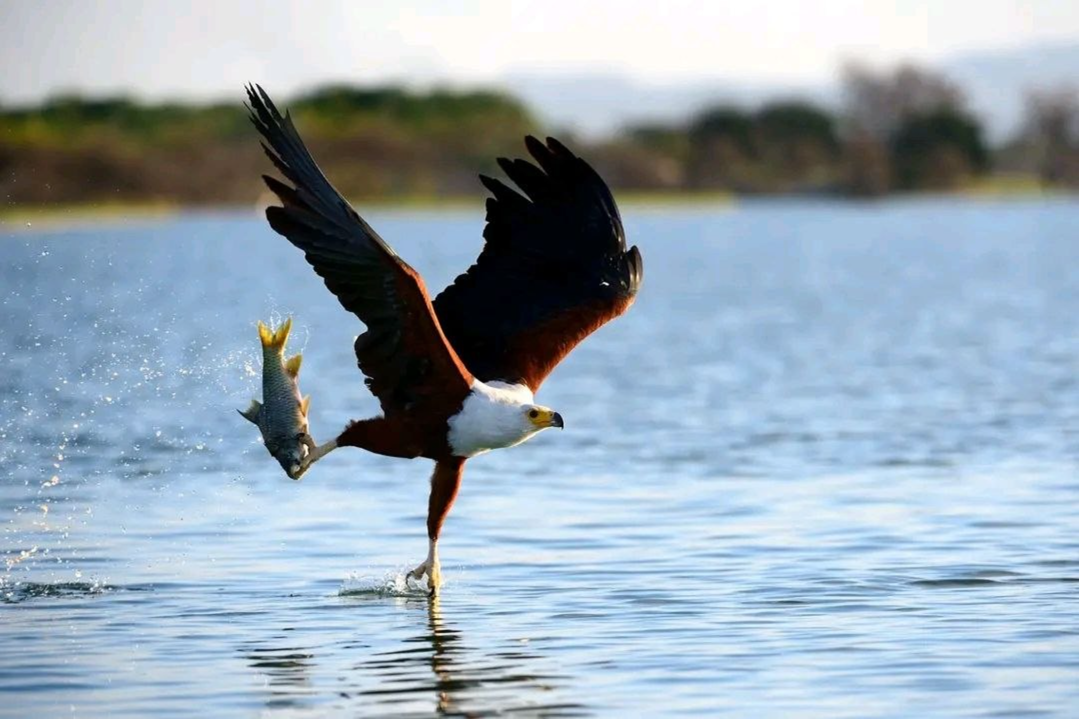 Ethiopian Bird Watching Tour 6 Days