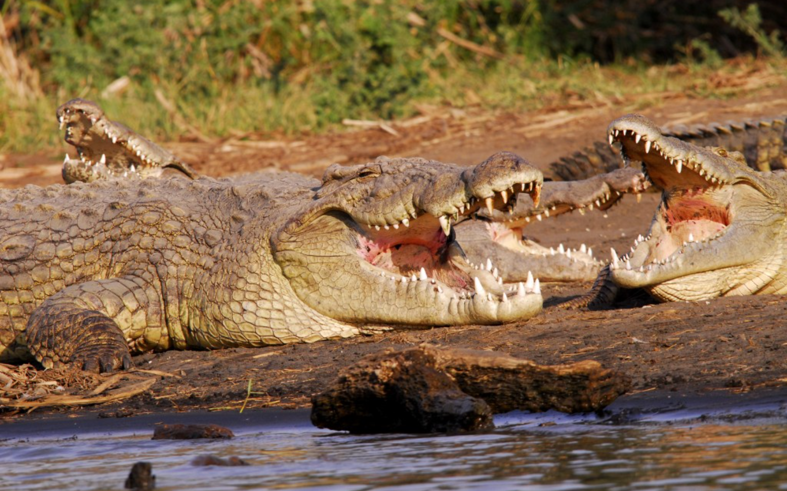 Visit Lake Chamo Crocodile Market โ Fly to Addis Ababa