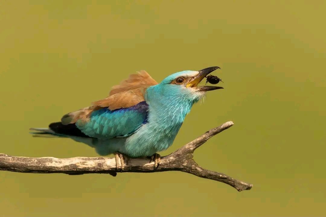 Sanetti Plateau and Ethiopian Wolf Safari