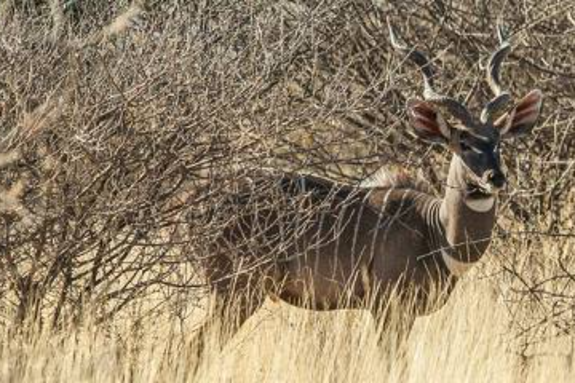 Awash National Park Exploration