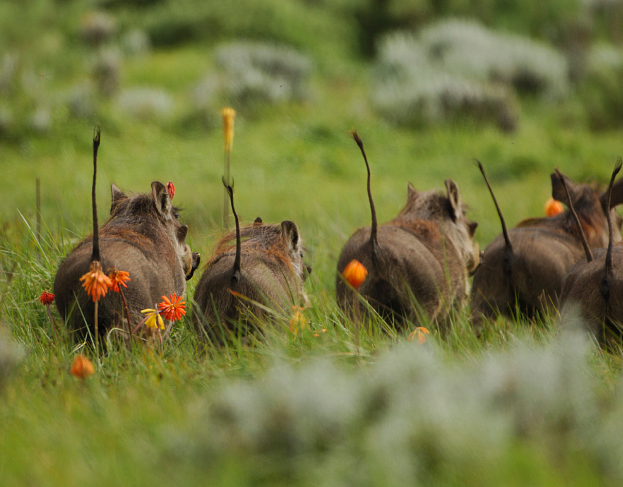 Drive Addis Ababa to Bale Mountains