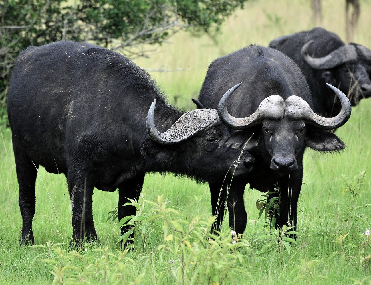 Trekking & Wildlife Experience