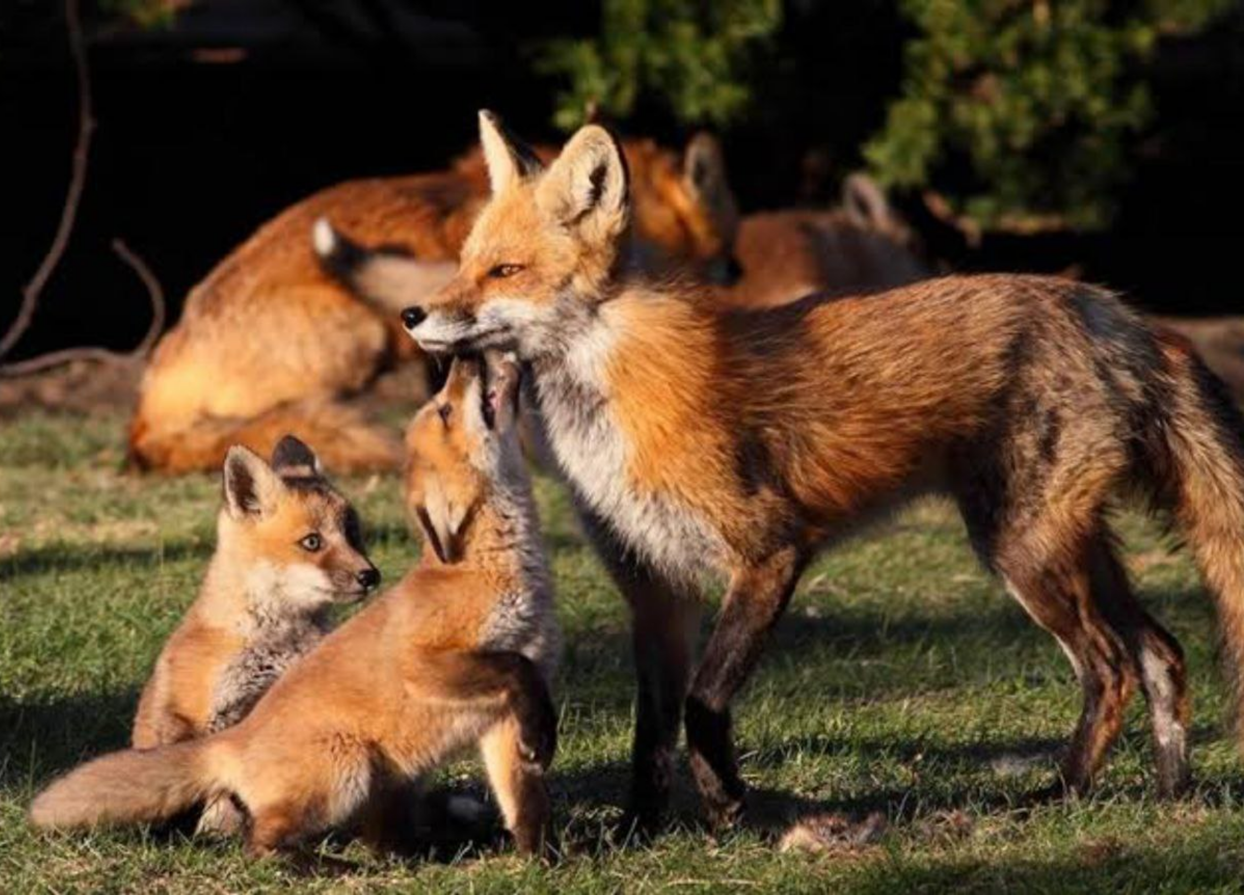Chenek – Ethiopian Wolf & Ras Dashen Views
