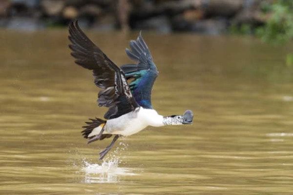 Lake Tana and Blue Nile Falls and fly back to Addis Ababa