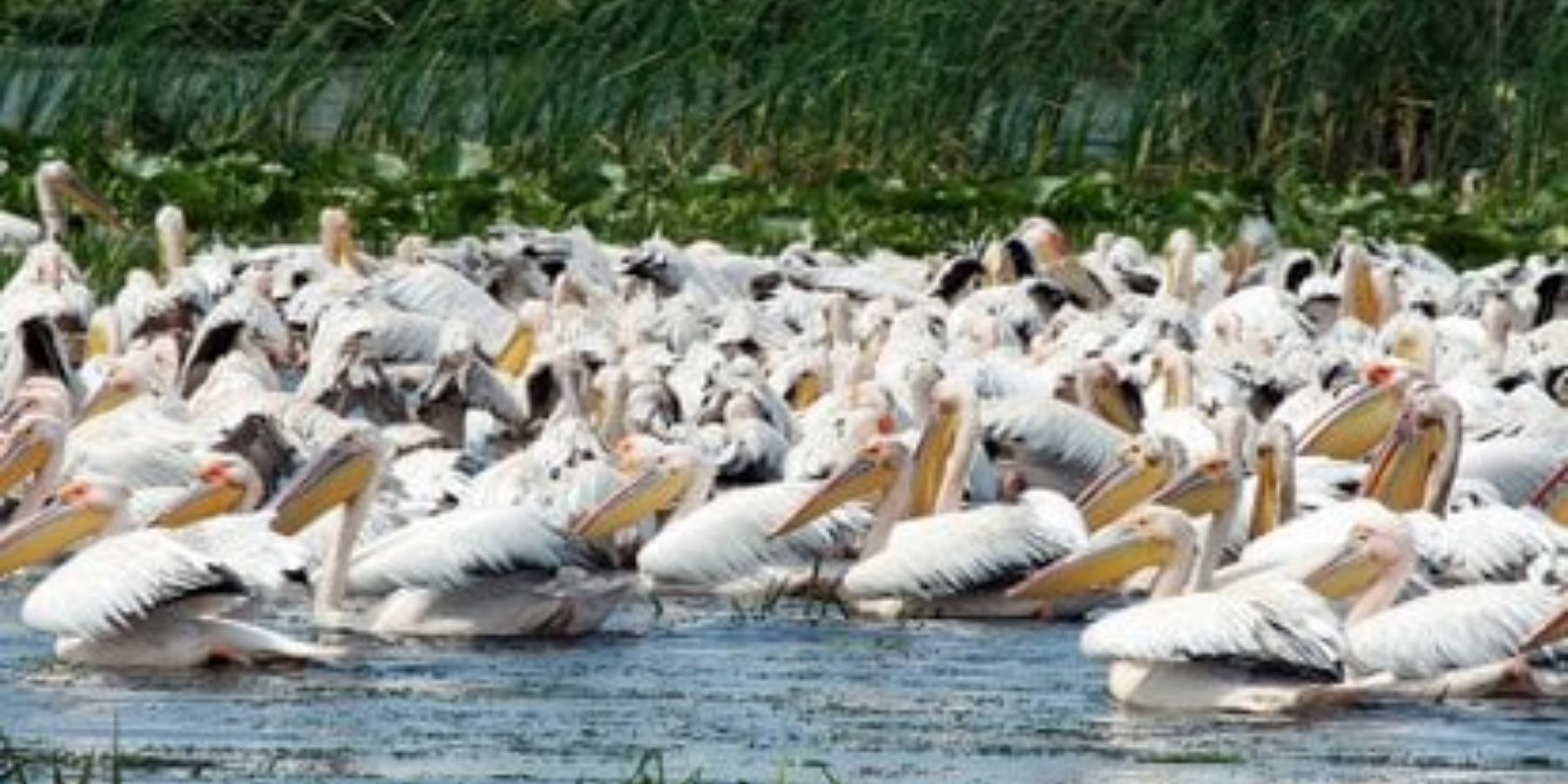 Bale – Lake Awassa