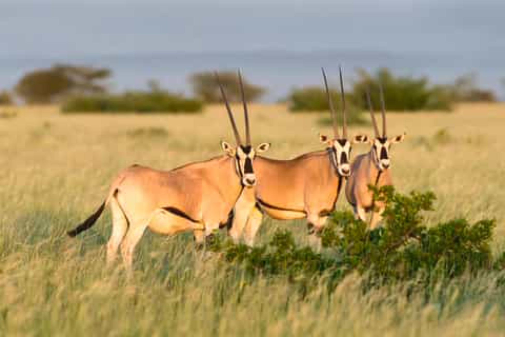 Awash national park safari tour 3 Days