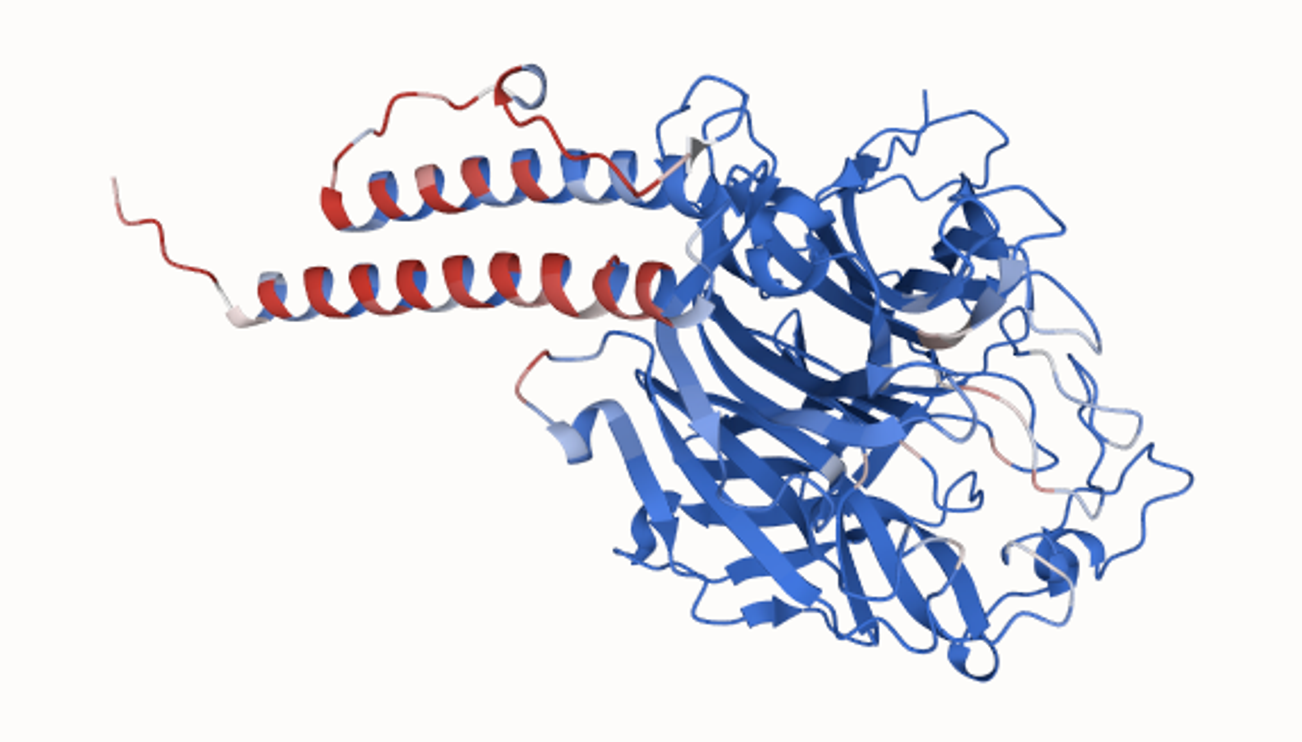 Figure 1. Pesto protein binding interface prediction for Nipah virus Glycoprotein G extracellular domain from the Adaptyv Protein Binding Competition. High confidence predicted binding residues are shown in red, residues with a low binding prediction score in blue.