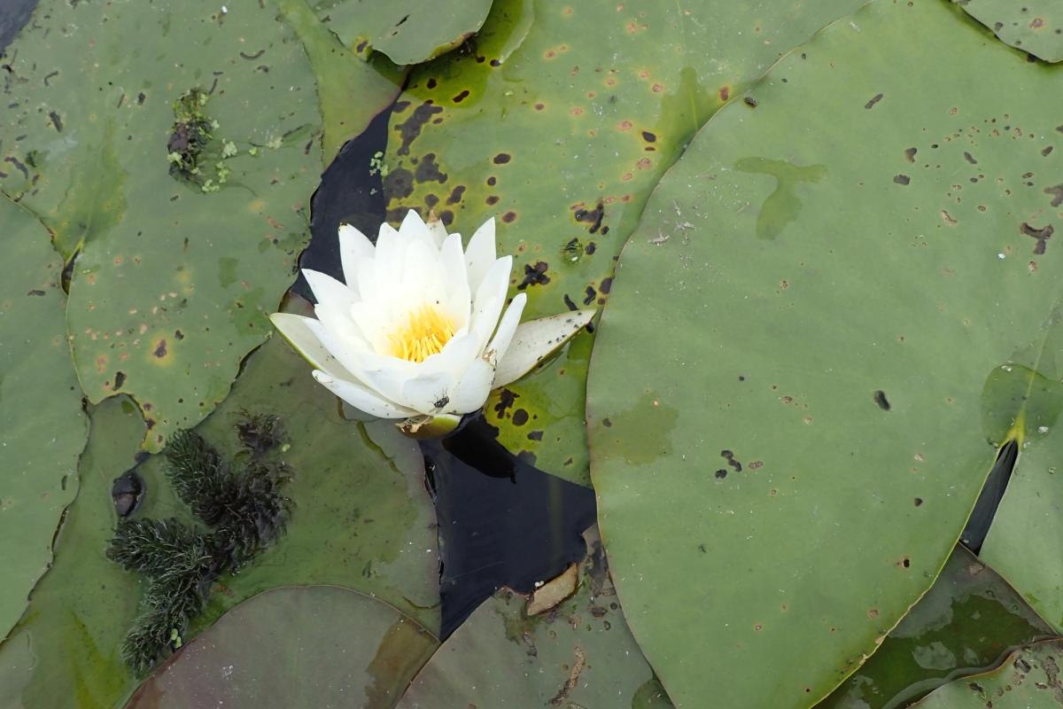 Weiße Seerose zwischen großen Seerosenblättern.