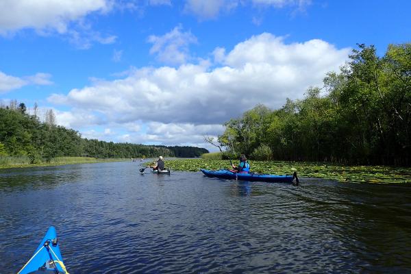 Zwei Kanuten paddeln auf der Havel unter blauem Himmel mit Wolken, am Ufer Wald und Seerosen.