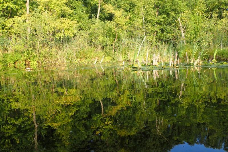 Spiegelung des Uferwalds im stillen Wasser.