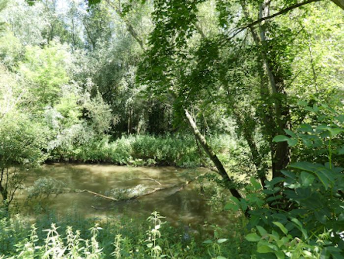 Umgestürzte Bäume, Stromschnellen und Engstellen prägen den Fluss oberhalb von Frankfurt