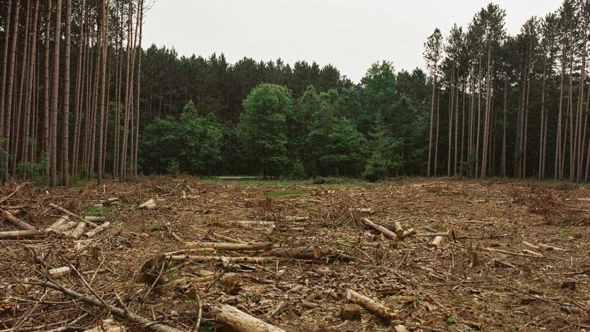 Et bilde av en skog som er ryddet for trær.