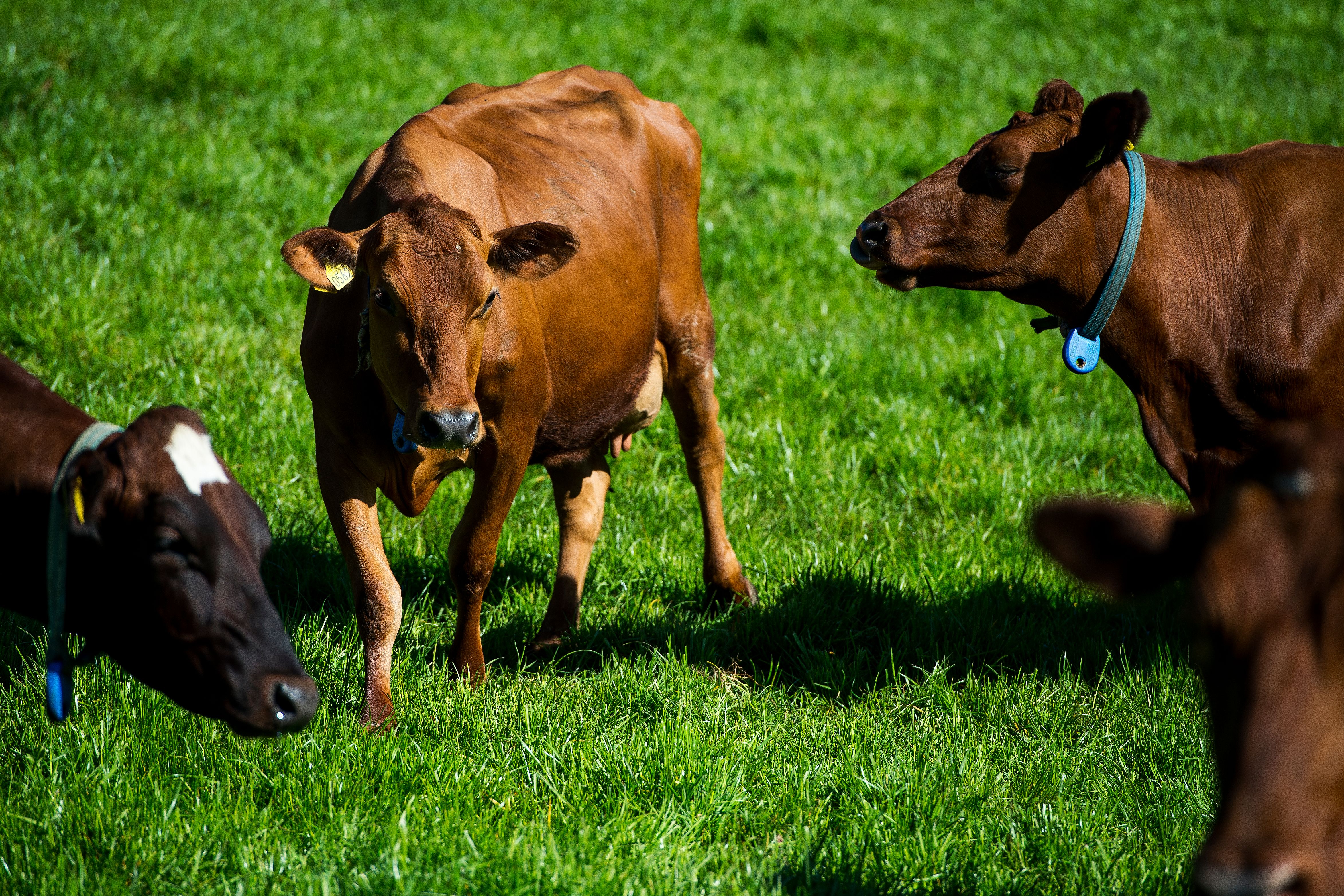 Kuer på en gresseng, innmarksbeite, utmarksbeite, kjøttproduksjon, ammeku