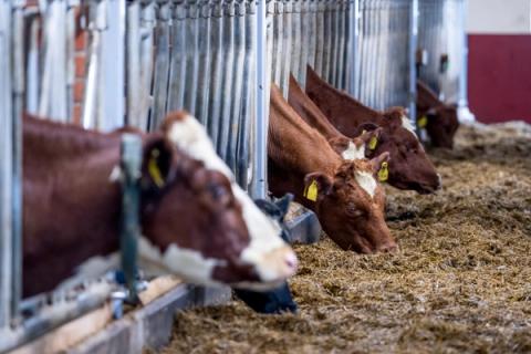 Brune og hvite kyr med gule øremerker som spiser fra en fôrhekk i en låve.