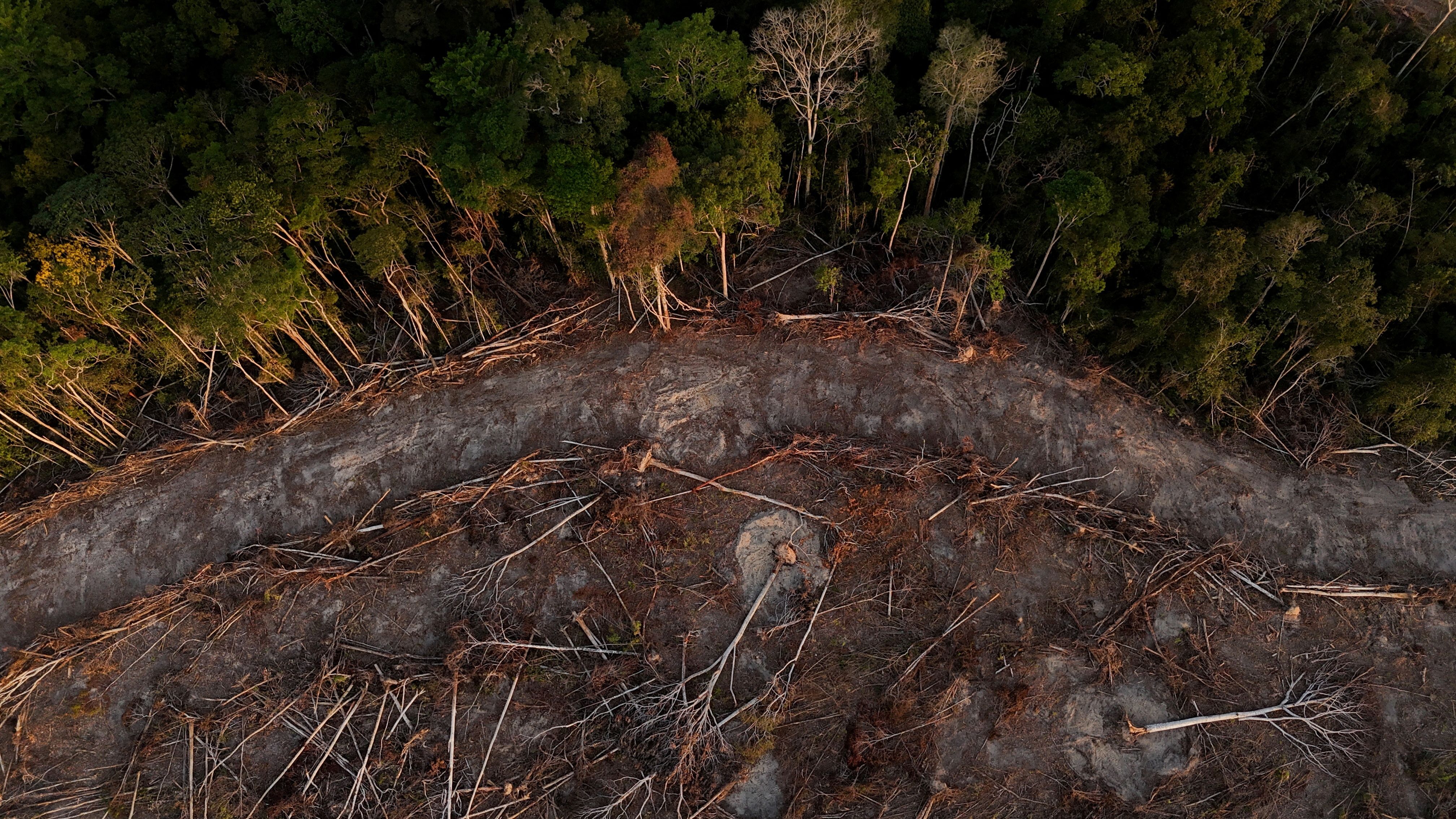 Flyfoto av et flatehogd, avskoget område ved siden av en tett, grønn skog.