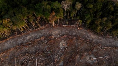 Flyfoto av et flatehogd, avskoget område ved siden av en tett, grønn skog.