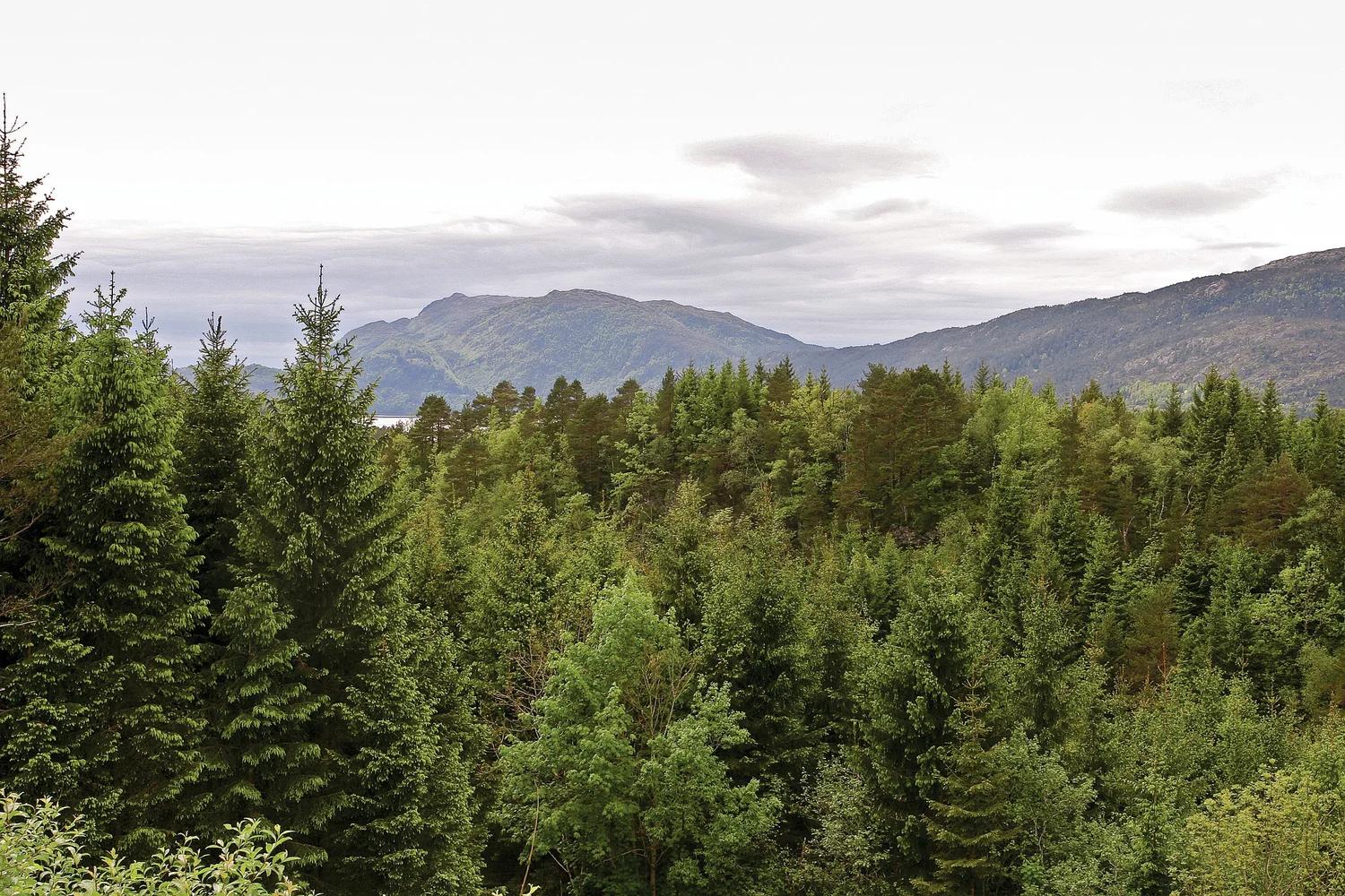 En tett skog av bar- og løvtrær med fjerne fjell og vann under en skyet himmel.