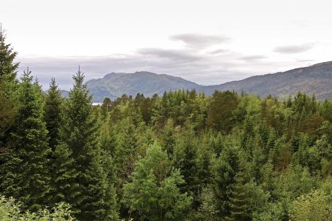En tett skog av bar- og løvtrær med fjerne fjell og vann under en skyet himmel.