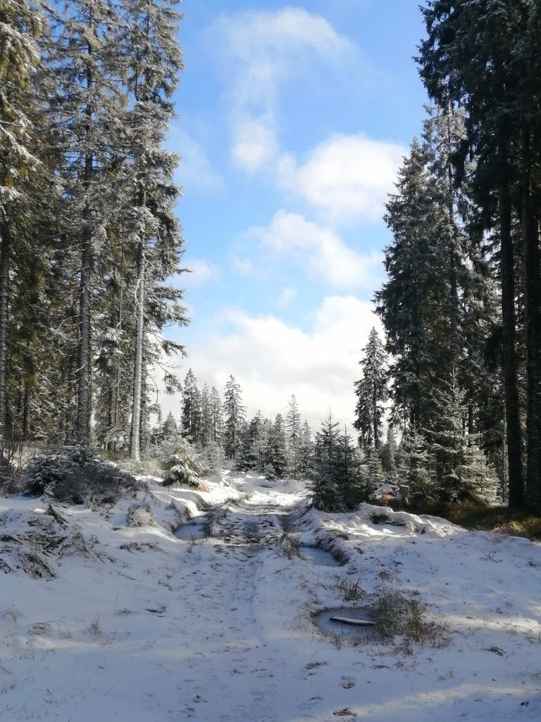 Bohemian Forest training camp, photo 7 of 14