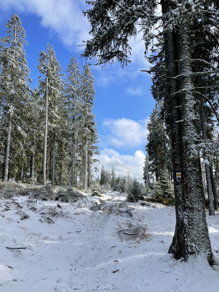 Bohemian Forest training camp, photo 4 of 14