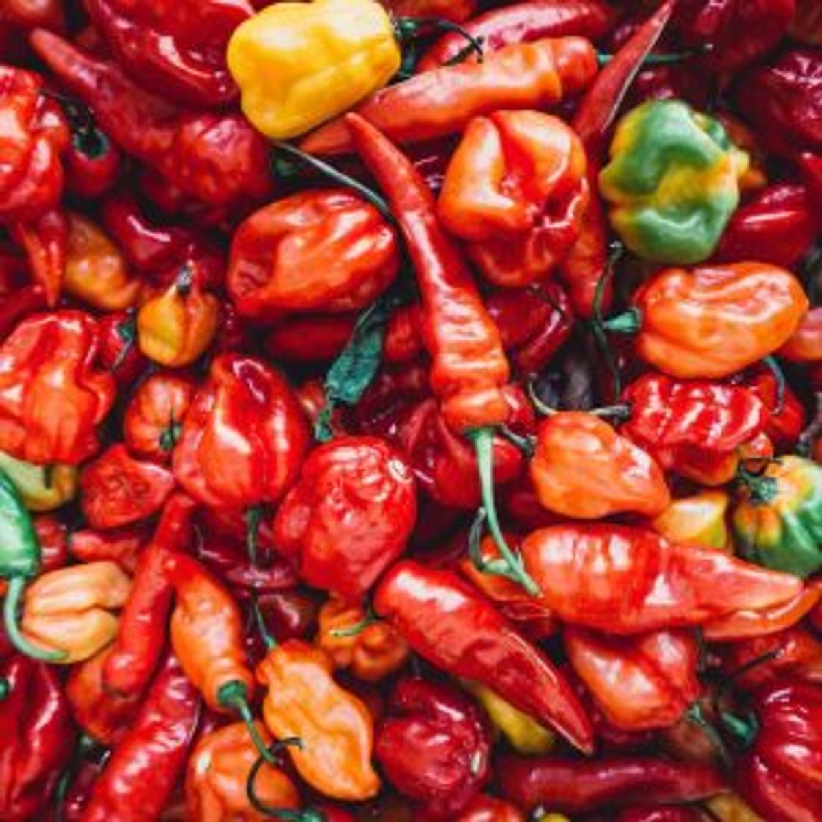 Pile of red and orange chilli peppers