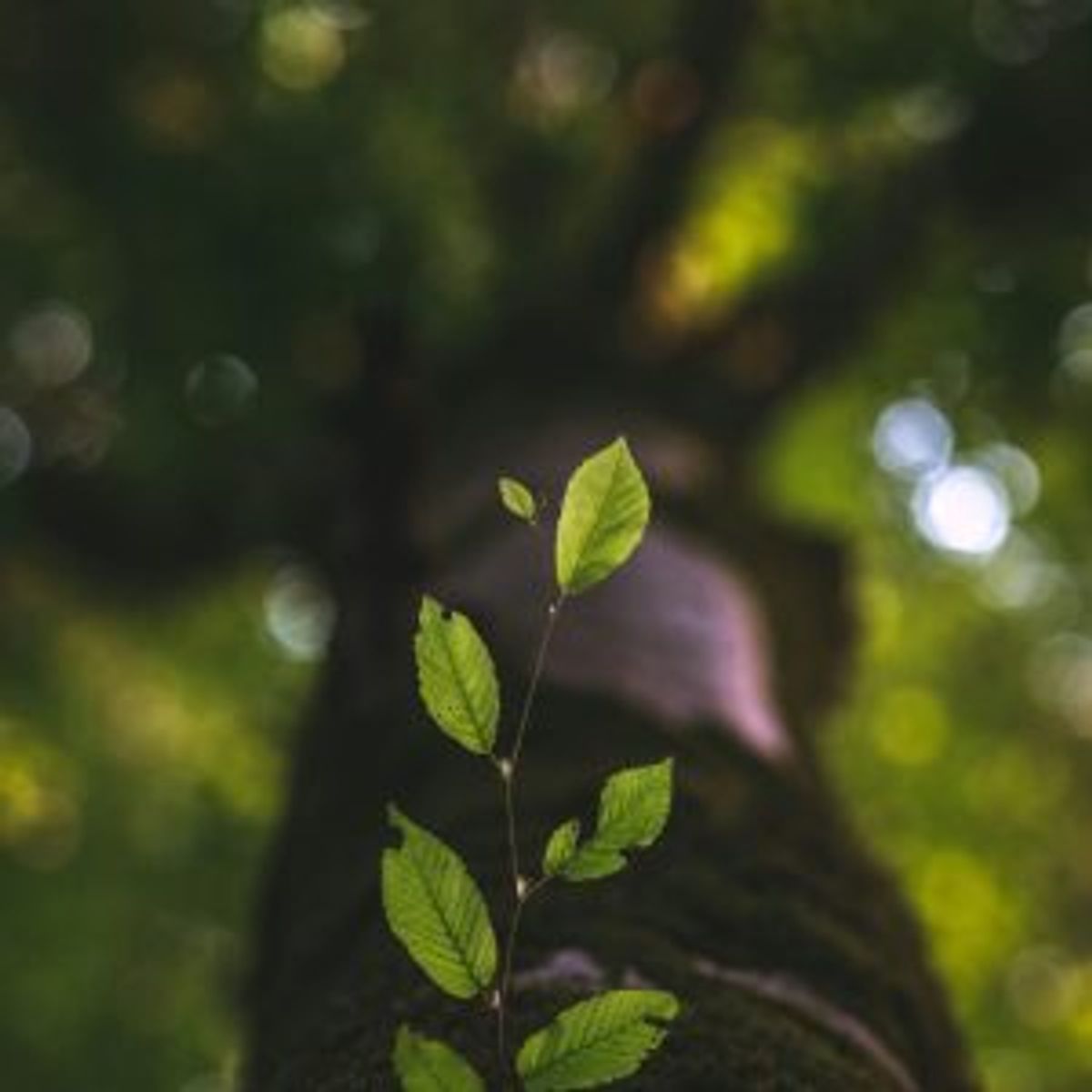 Close-up of a green leafy plant stem