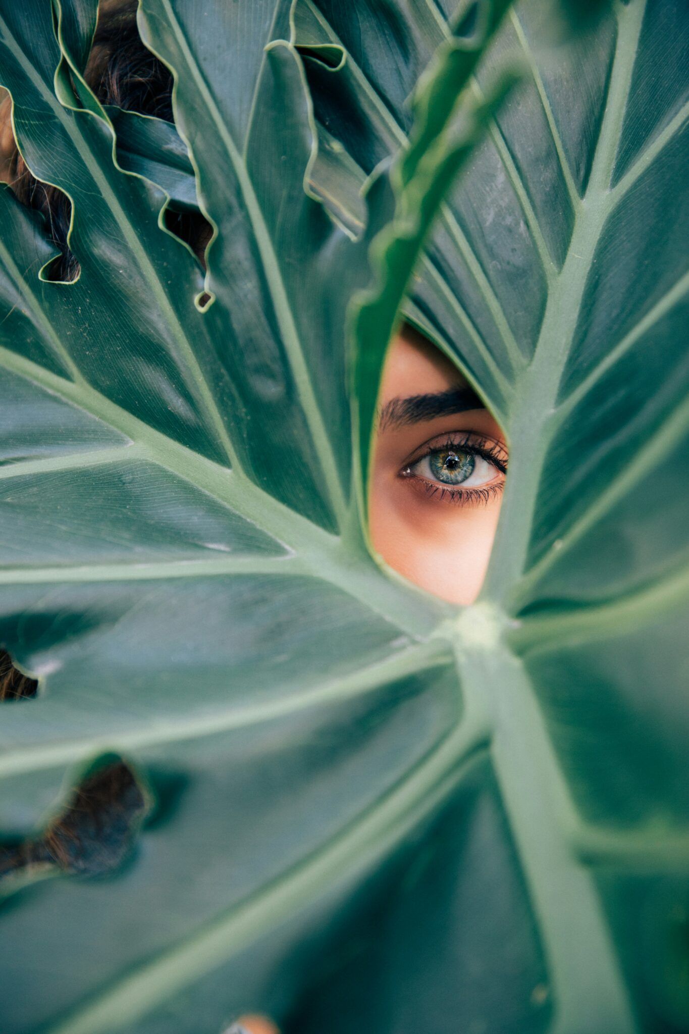 Eye peering through a large green monstera leaf