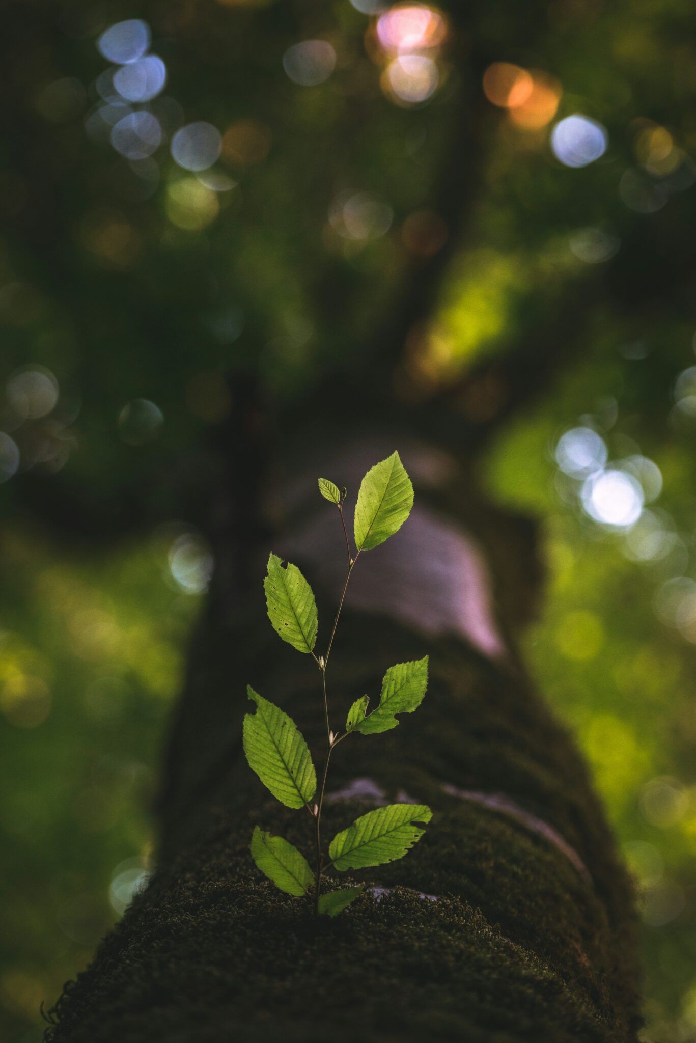 Green seedling growing from a mossy tree trunk