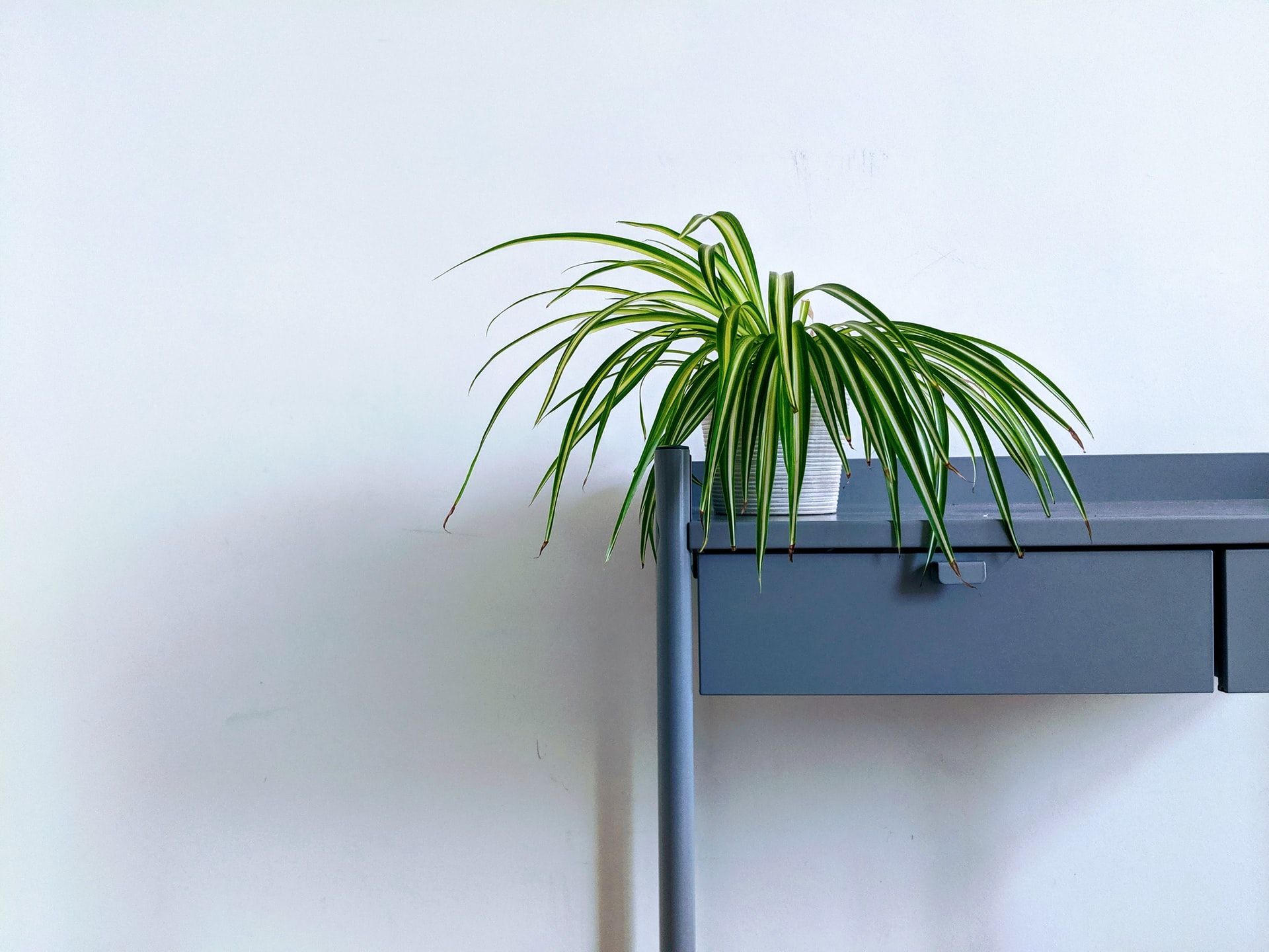 Here are the 5 Best Plants for your Desk Setup Remote Setups