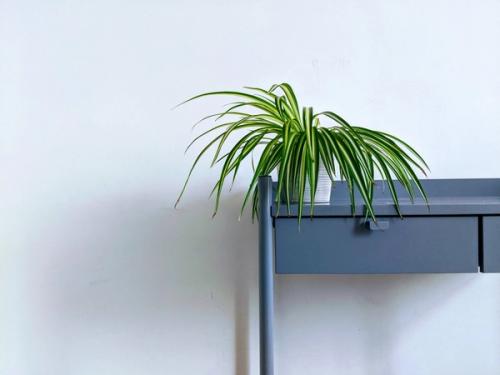 Spider plant on a desk - photo by Lucian Alexe on Unsplash
