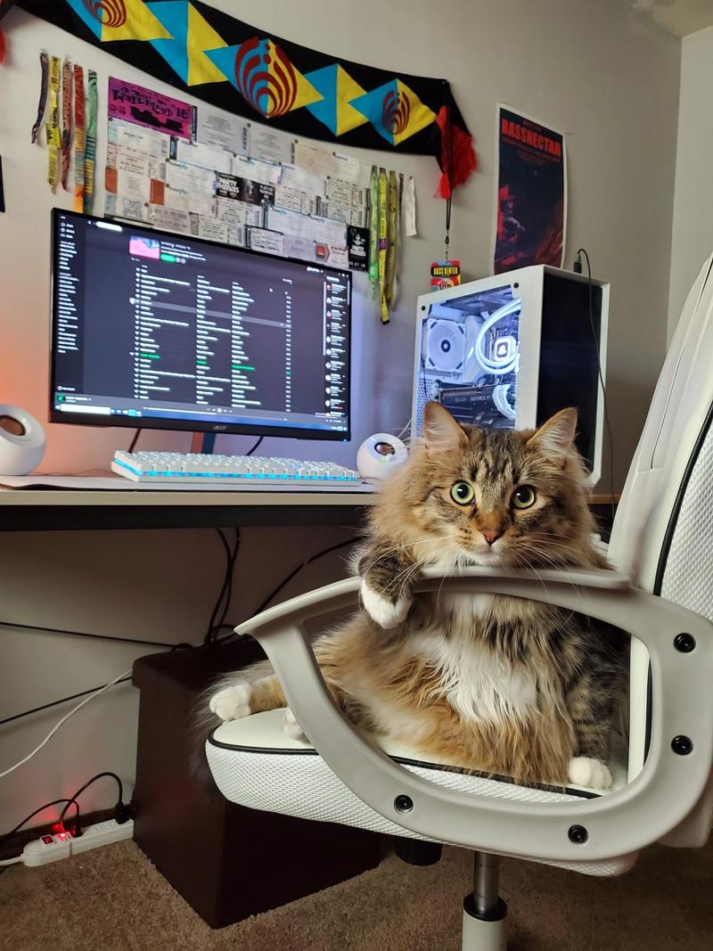 Cute Siberian cat with battle station
