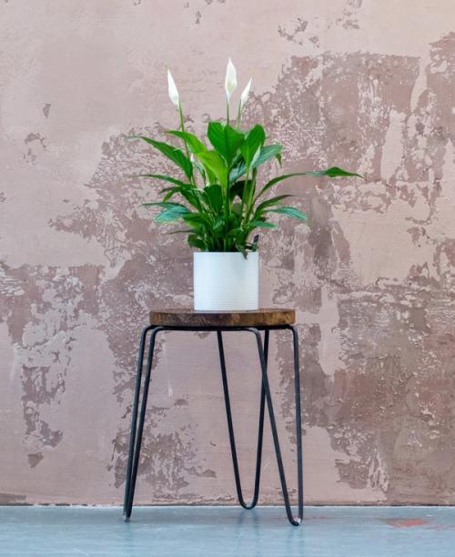 Photo of peace lily on a stand by Max Williams on Unsplash