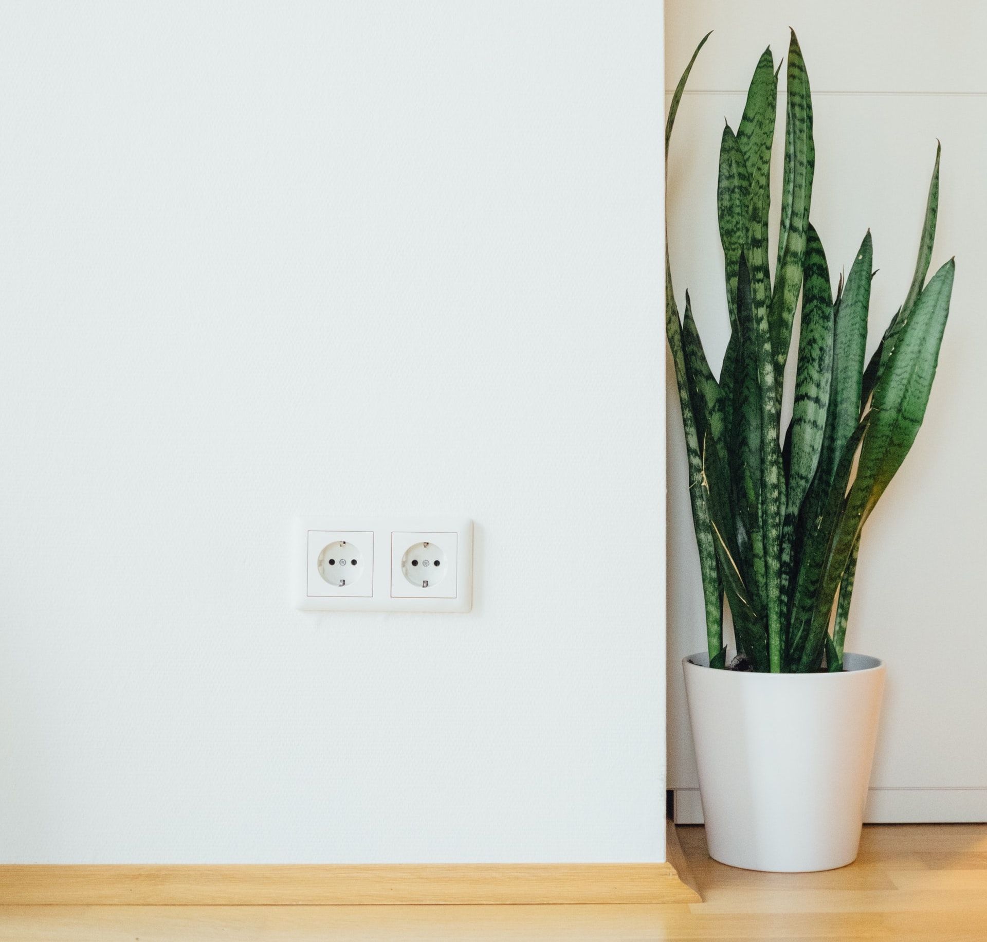 Here are the 5 Best Plants for your Desk Setup Remote Setups