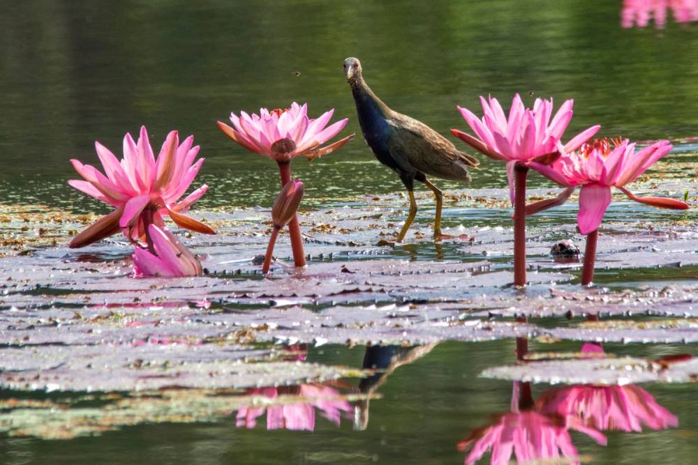 imagem principal do conteúdo Fotografia ambiental como ferramenta de conservação e conscientização