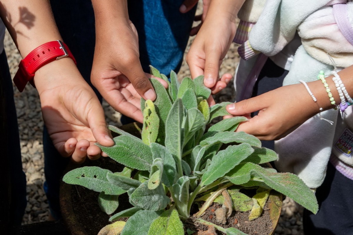 Imagem de corpo do texto do conteúdo Educação ambiental e inclusão na UFRJ