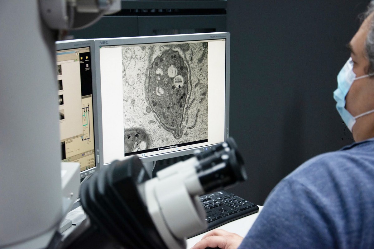 Uma pessoa usando máscara observa uma imagem ampliada em um monitor de computador, que mostra uma micrografia obtida por microscopia eletrônica. À frente, há parte de um microscópio, e o ambiente parece ser uma sala escura de análise científica. A imagem na tela exibe estruturas celulares em escala nanométrica.