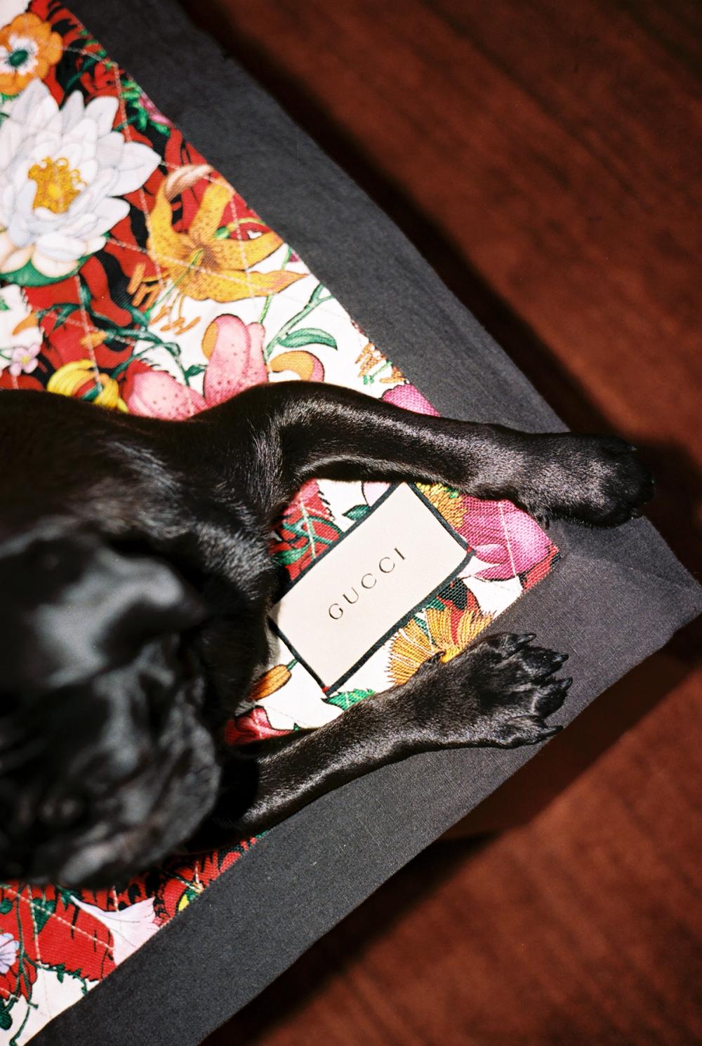 PINUP BLANKET STATEMENTS