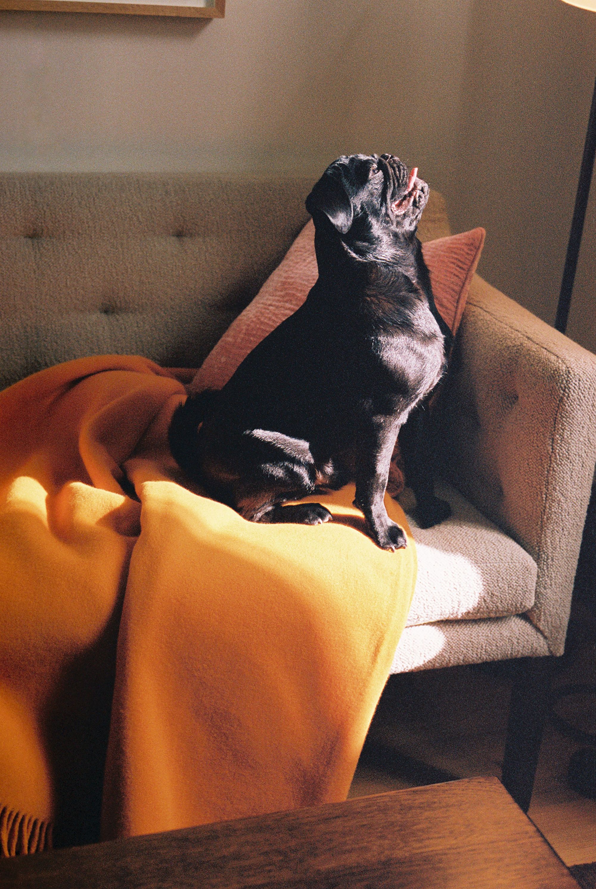 PIN-UP | BLANKET STATEMENTS