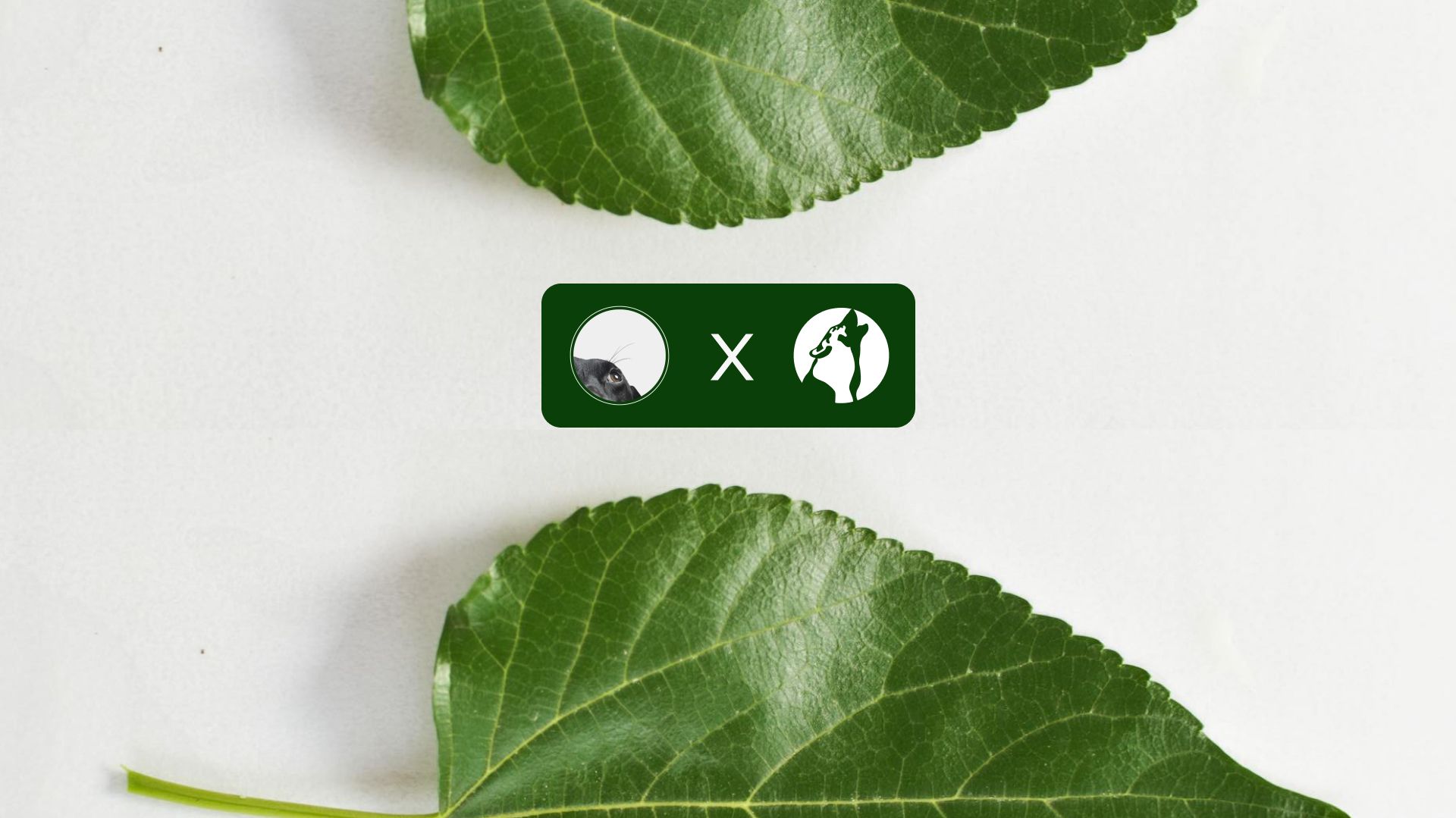 Background image for: Reducing a website's carbon footprint from a D grade to an A